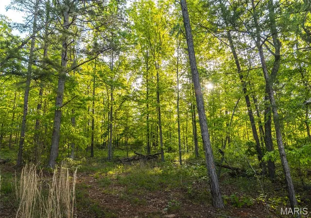 4th image of 60 Acres Dogwood Ln, Doniphan, MO 63935 | MLS# MIS26033348