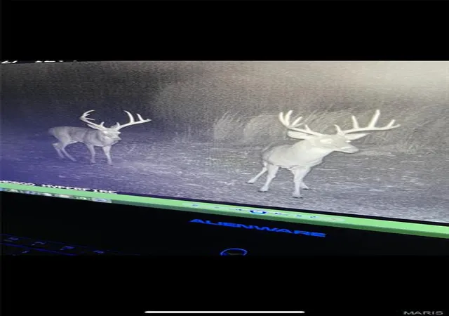 5th image of 60 Acres Dogwood Ln, Doniphan, MO 63935 | MLS# MIS26033348
