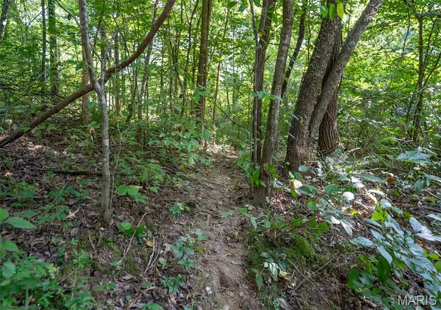 8th image of 000 County Road 530, Williamsville, MO 63967 | MLS# MIS26040478