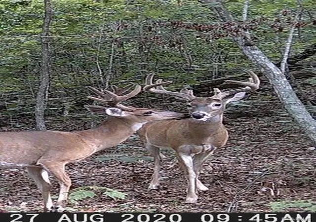 1st image of 00 Hwy Ff, Ironton, MO 63650 | MLS# MIS26041794