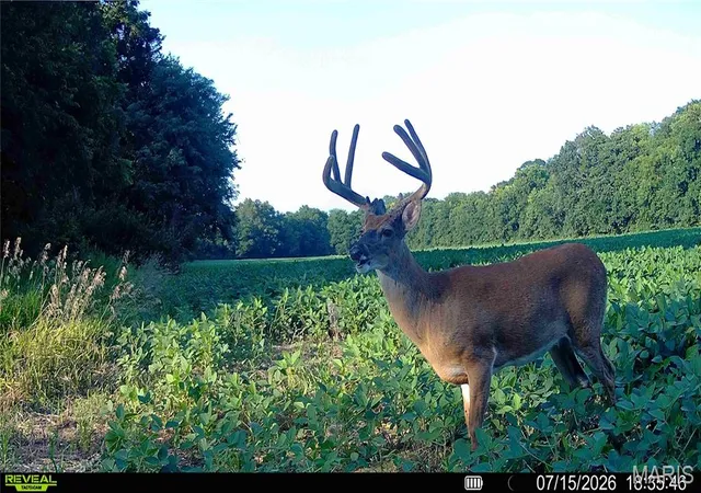Photo 2 of Land for sale at 0 Walnut Hill Ln (3631+/  Acres), Elsberry, MO 63343 | MLS# MIS26046398 | Listing updated on 2026-10-02