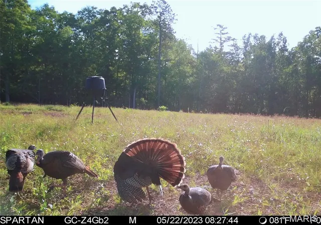 Photo 42 of Land for sale at 001 Bb Hwy, Fairdealing, MO 63945 | MLS# MIS26049501 | Listing updated on 2026-09-30