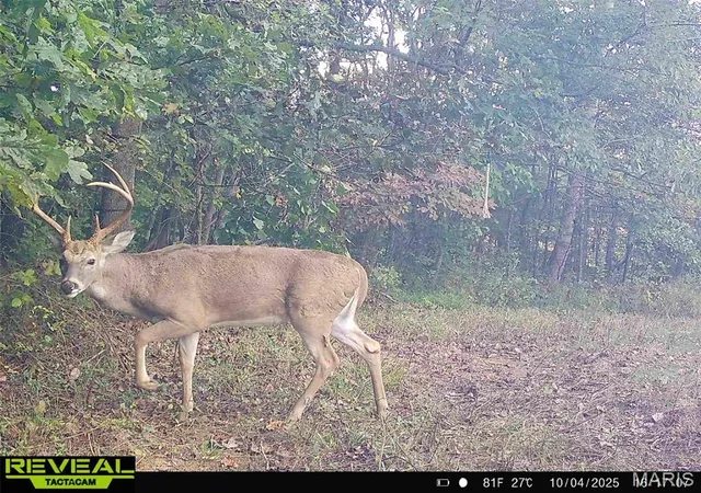 Photo 3 of Land for sale at 000 Yellow Springs Rd, Cave In Rock, IL 62919 | MLS# MIS26052459 | Listing updated on 2026-08-14
