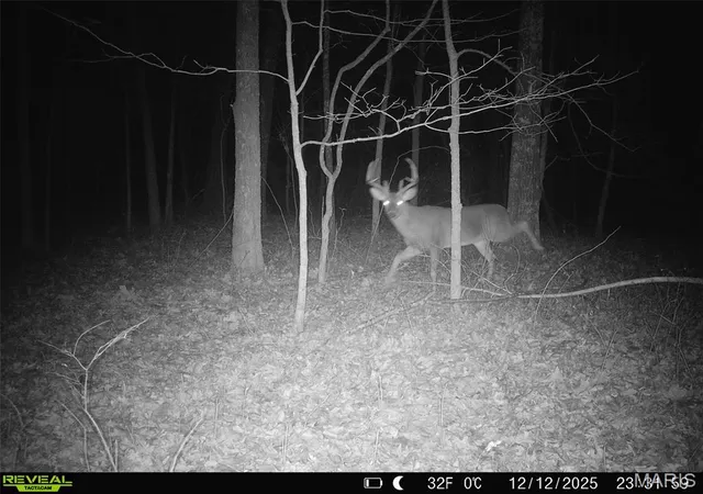 Photo 4 of Land for sale at 000 Yellow Springs Rd, Cave In Rock, IL 62919 | MLS# MIS26052459 | Listing updated on 2026-08-14