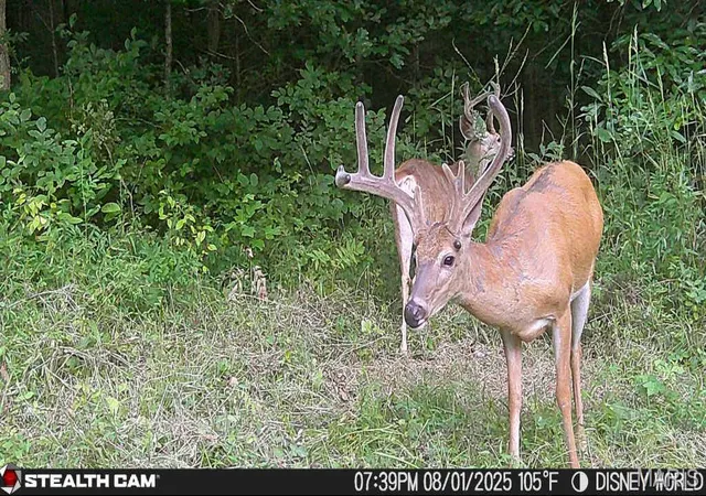 Photo 56 of Land for sale at 000 Yellow Springs Rd, Cave In Rock, IL 62919 | MLS# MIS26052459 | Listing updated on 2026-08-14