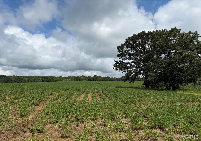 Photo 4 of Land for sale at Tract 2 Bcr 810, Glen Allen, MO 63751 | MLS# MIS26052473 | Listing updated on 2026-08-26