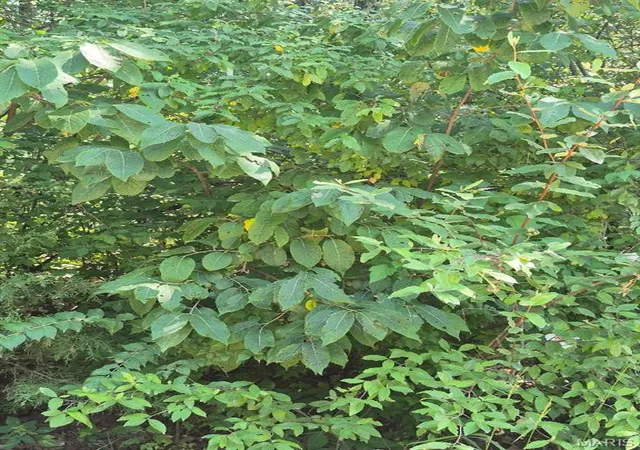 Photo 3 of Land for sale at 9438 Cedar Dr, Bonne Terre, MO 63628 | MLS# MIS26053225 | Listing updated on 2026-09-30