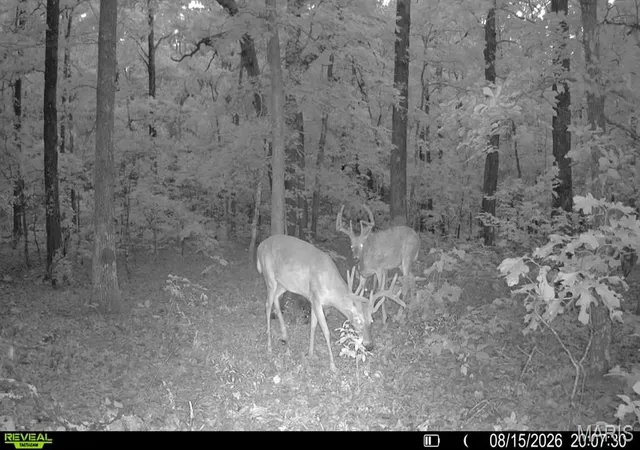 3rd image of 00 Fire Tower Rd, Steelville, MO 65565 | MLS# MIS26053640