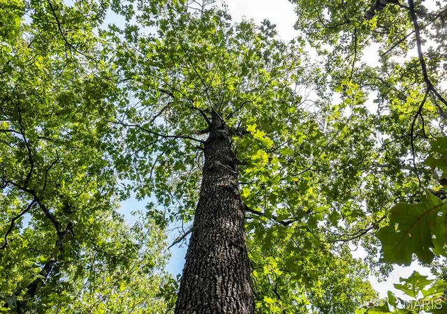 5th image of 00 Fire Tower Rd, Steelville, MO 65565 | MLS# MIS26053640
