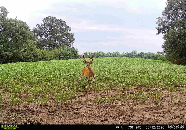 Photo 2 of Land for sale at 00 293 County Rd, Kahoka, MO 63445 | MLS# MIS26053957 | Listing updated on 2026-08-20