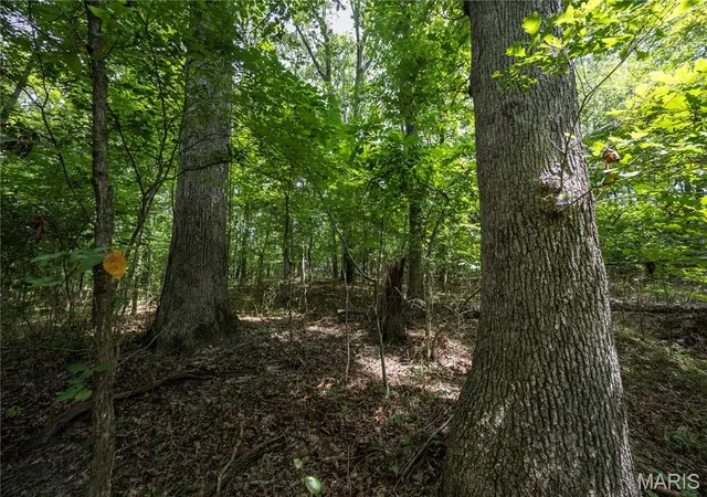 4th image of Tract 2 Sweetgum Ln, Millersville, MO 63766 | MLS# MIS26054092