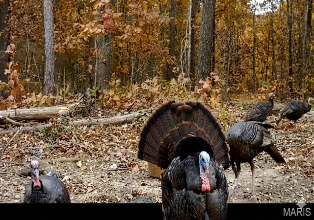 Photo 4 of Land for sale at 2B Furnace Creek Rd, Potosi, MO 63664 | MLS# MIS26055144 | Listing updated on 2026-09-03