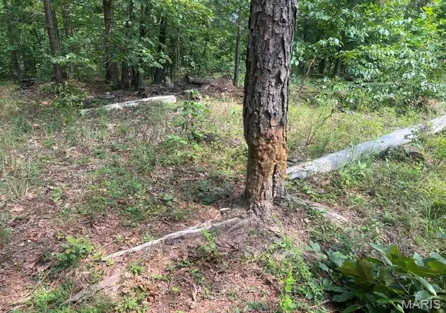 3rd image of 0 County Road 341, Piedmont, MO 63957 | MLS# MIS26055209