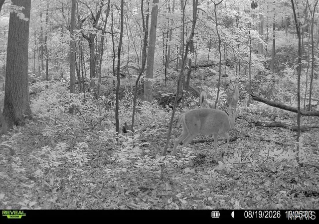 Photo 31 of Land for sale at Tbd R&b Dr, Hermann, MO 65041 | MLS# MIS26056898 | Listing updated on 2026-09-02