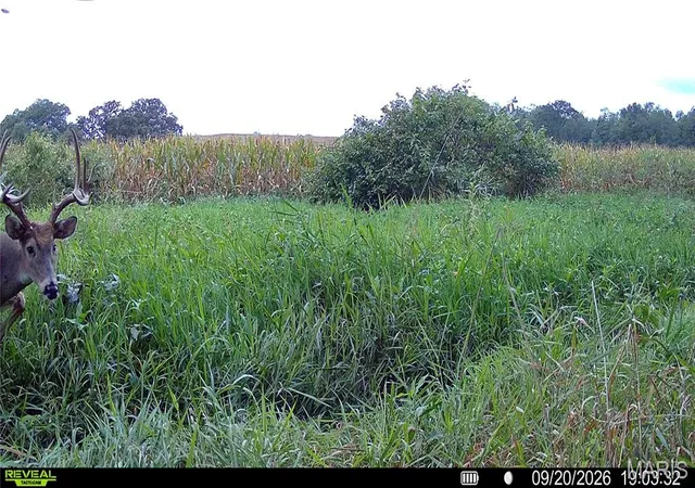 Photo 3 of Land for sale at 00 Golden Ave, Callao, MO 63534 | MLS# MIS26061298 | Listing updated on 2026-09-22
