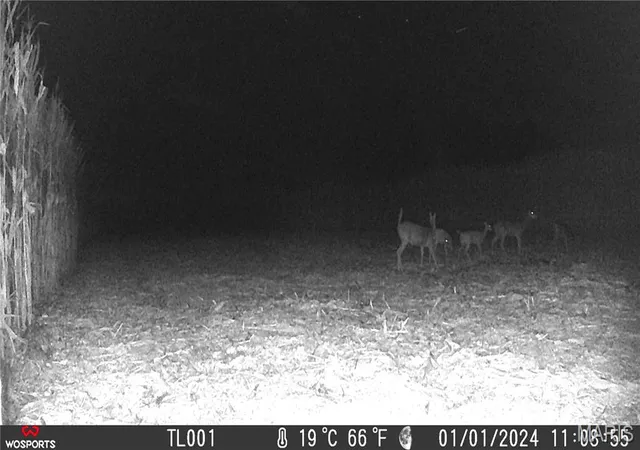 Photo 4 of Land for sale at 1993 Acres Walnut Hl Ln, Elsberry, MO 63343 | MLS# MIS26063208 | Listing updated on 2026-10-02