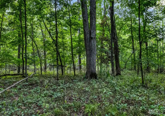 Photo 3 of Land for sale at 20661 Johnson Holw Rd, Center, MO 63436 | MLS# MIS26064132 | Listing updated on 2026-10-06