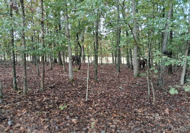 Photo 3 of Land for sale at 0 W 28 Highway, Dixon, MO 65459 | MLS# MIS26065864 | Listing updated on 2026-10-19