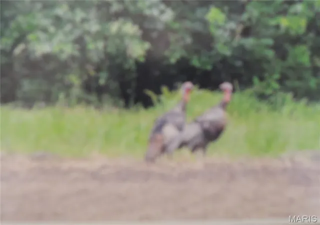 Photo 3 of Land for sale at 001 Sorento, Greenville, IL 62246 | MLS# MIS26067832 | Listing updated on 2026-10-22