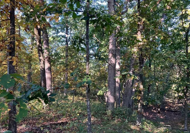 Photo 4 of Farm at 0 Cr 250, Bethel, MO 63434 | MLS# MIS24061450 | | Sold on 2025-01-30