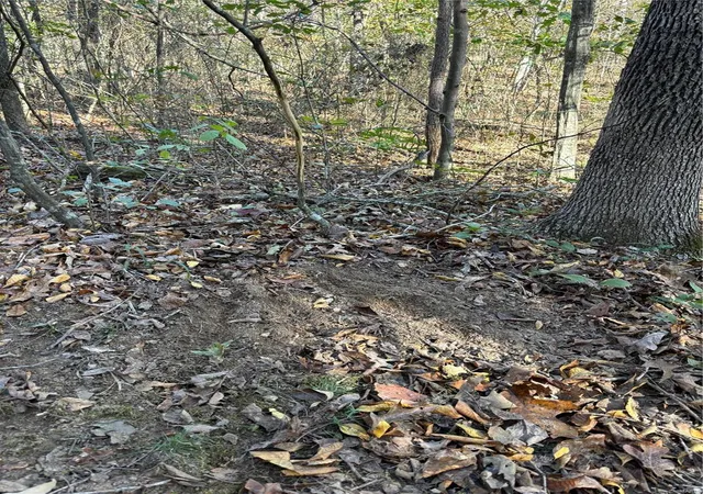 Photo 5 of Farm at 14383 Bcr 300, Marble Hill, MO 63764 | MLS# MIS24065519 | | Sold on 2025-06-03