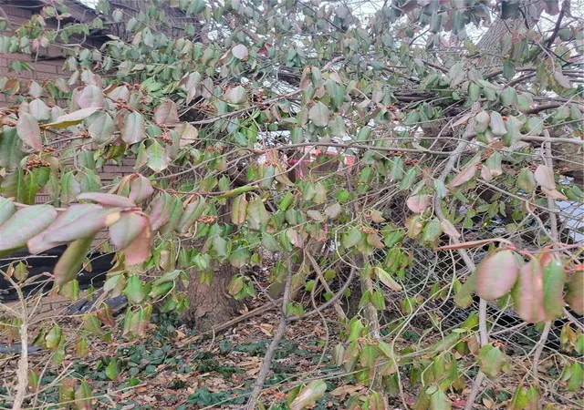 Photo 3 of Land for sale at 0 310 S Ashland Ave, Palmyra, MO 63461 | MLS# 24012284 | Listing updated on 2024-10-02