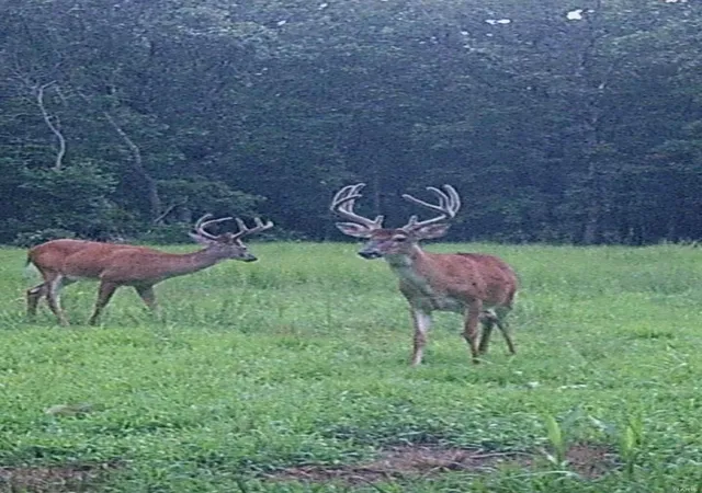 Photo 1 of Land for sale at 1875 Madison 9398, Fredericktown, MO 63645 | MLS# 25023886 | Listing updated on 2025-04-16