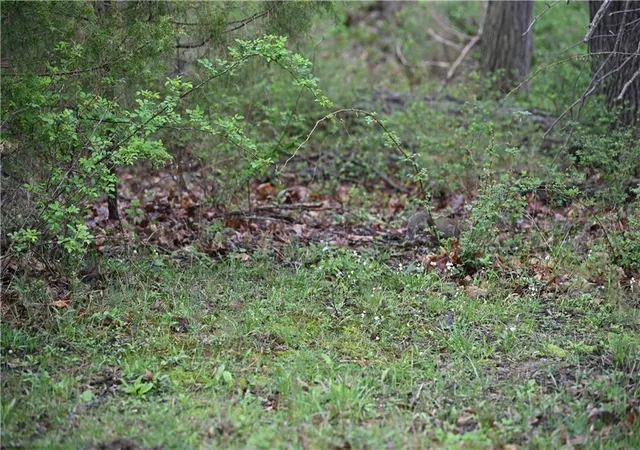 Photo 10 of Land for sale at County Rd C Hwy, Huntsville, MO 65259 | MLS# 2622578 | Listing updated on 2026-06-13