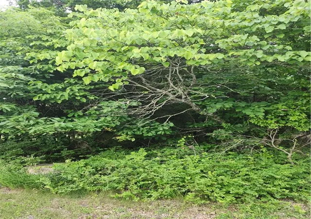 2nd image of 50 Ridgewood Dr, Linn Valley, KS 66040 | MLS# 2624082