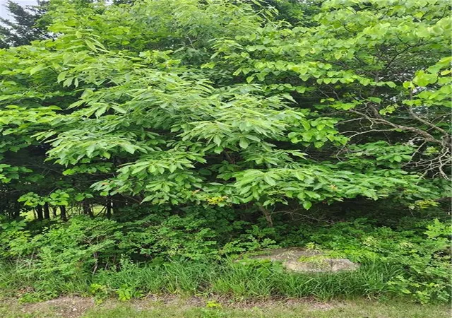 4th image of 50 Ridgewood Dr, Linn Valley, KS 66040 | MLS# 2624082