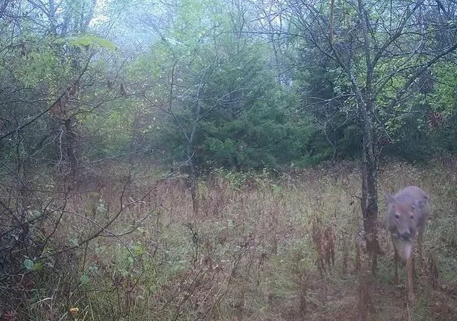 4th image of Tract A Shaw School Rd, Odessa, MO 64076 | MLS# 2631629