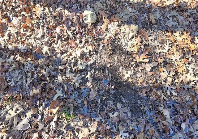 Photo 3 of Land for sale at 0000 SE 1151 Road, Collins, MO 64738 | MLS# 2633145 | Listing updated on 2026-07-23