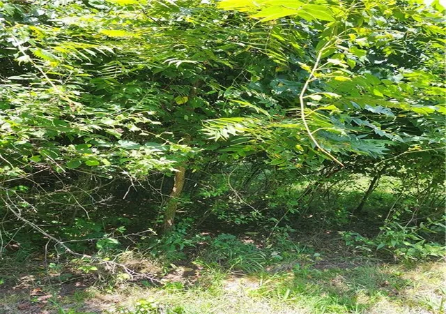 3rd image of 65 Pheasant Run, La Cygne, KS 66040 | MLS# 2633562
