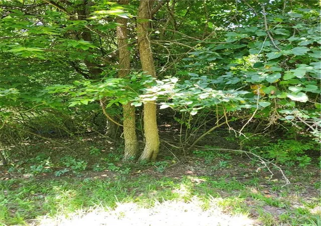 4th image of 65 Pheasant Run, La Cygne, KS 66040 | MLS# 2633562