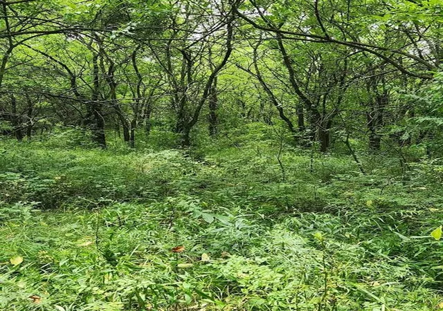Photo 3 of Land for sale at Tbd East 301st St, Drexel, MO 64742 | MLS# 2634423 | Listing updated on 2026-08-28