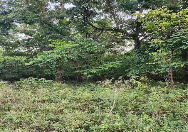 2nd image of 166 Sycamore Dr, La Cygne, KS 66040 | MLS# 2635225