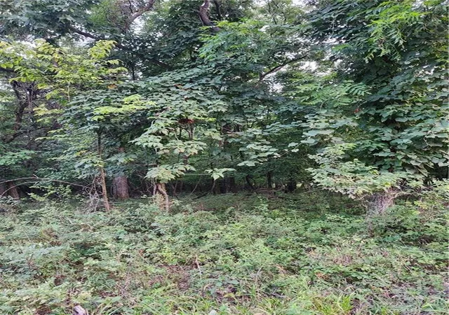 4th image of 166 Sycamore Dr, La Cygne, KS 66040 | MLS# 2635225