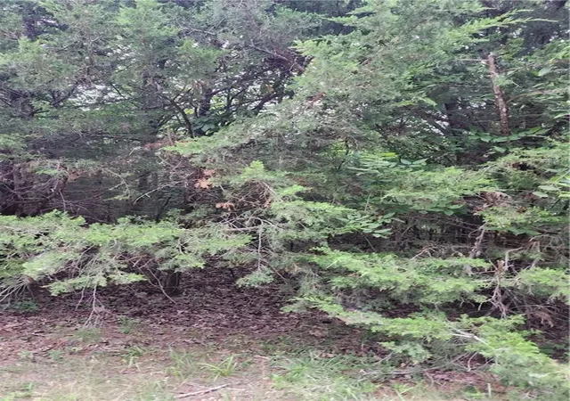 2nd image of 5 Silver Ln, Linn Valley, KS 66040 | MLS# 2636024