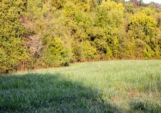Photo 4 of Land for sale at 389 Lentz St, Stella, MO 64867 | MLS# 2647698 | Listing updated on 2026-10-19