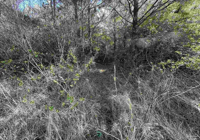 Photo 3 of Land for sale at Lot A1 Snider Rd, Frisco City, AL 36445 | MLS# 680175 | Listing updated on 2026-07-23