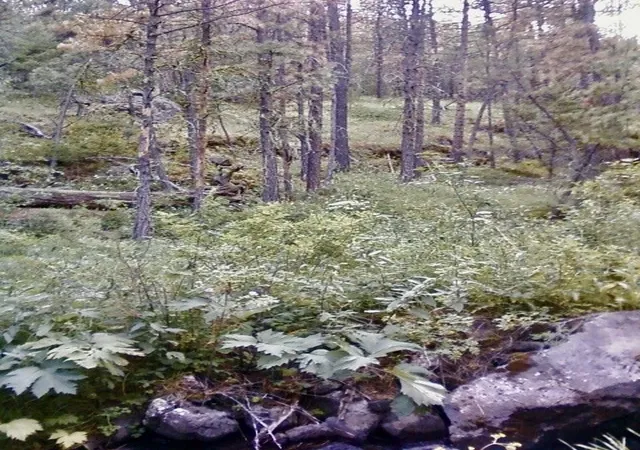 3rd image of 00 Box Canyon Ln, Cascade, MT 59421 | MLS# 30000525