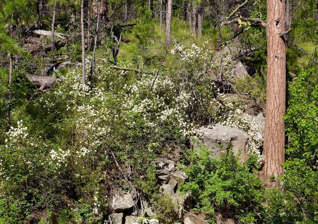 5th image of 00 Box Canyon Ln, Cascade, MT 59421 | MLS# 30000525