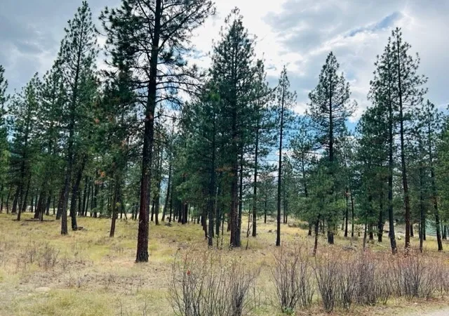 Homes for sale in Plains, MT | Nhn River Rd W, Plains, MT 59859 | MLS# 30013609