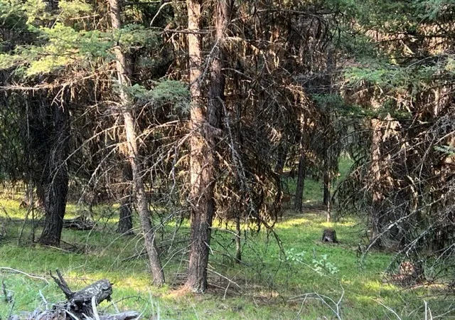 2nd image of 433 Stage Coach Dr, Seeley Lake, MT 59868 | MLS# 30032498
