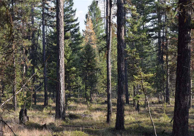 11th image of Nhn E Hwy 2, Marion, MT 59925 | MLS# 30038736