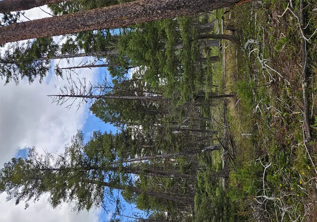 Photo 2 of Land for sale at 000 Bear Gulch Rd, Lincoln, MT 59639 | MLS# 30050690 | Listing updated on 2026-09-01