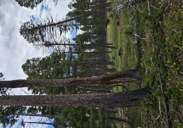 Photo 3 of Land for sale at 000 Bear Gulch Rd, Lincoln, MT 59639 | MLS# 30050690 | Listing updated on 2026-09-01