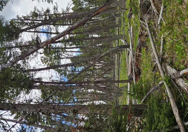 Photo 3 of Land for sale at 000 Bear Gulch Rd, Lincoln, MT 59639 | MLS# 30050690 | Listing updated on 2026-09-01