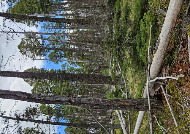 Photo 4 of Land for sale at 000 Bear Gulch Rd, Lincoln, MT 59639 | MLS# 30050690 | Listing updated on 2026-09-01