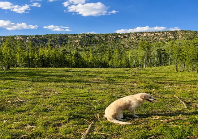 Photo 2 of Land for sale at Lot 1 Tbd Harris Rd, Anaconda, MT 59711 | MLS# 30051265 | Listing updated on 2026-08-30